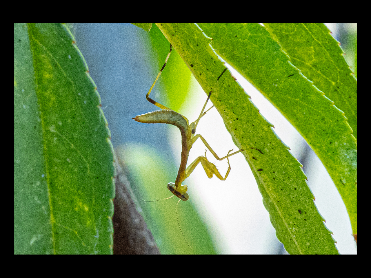 Mantis