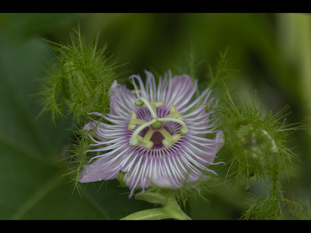 Purple Flower