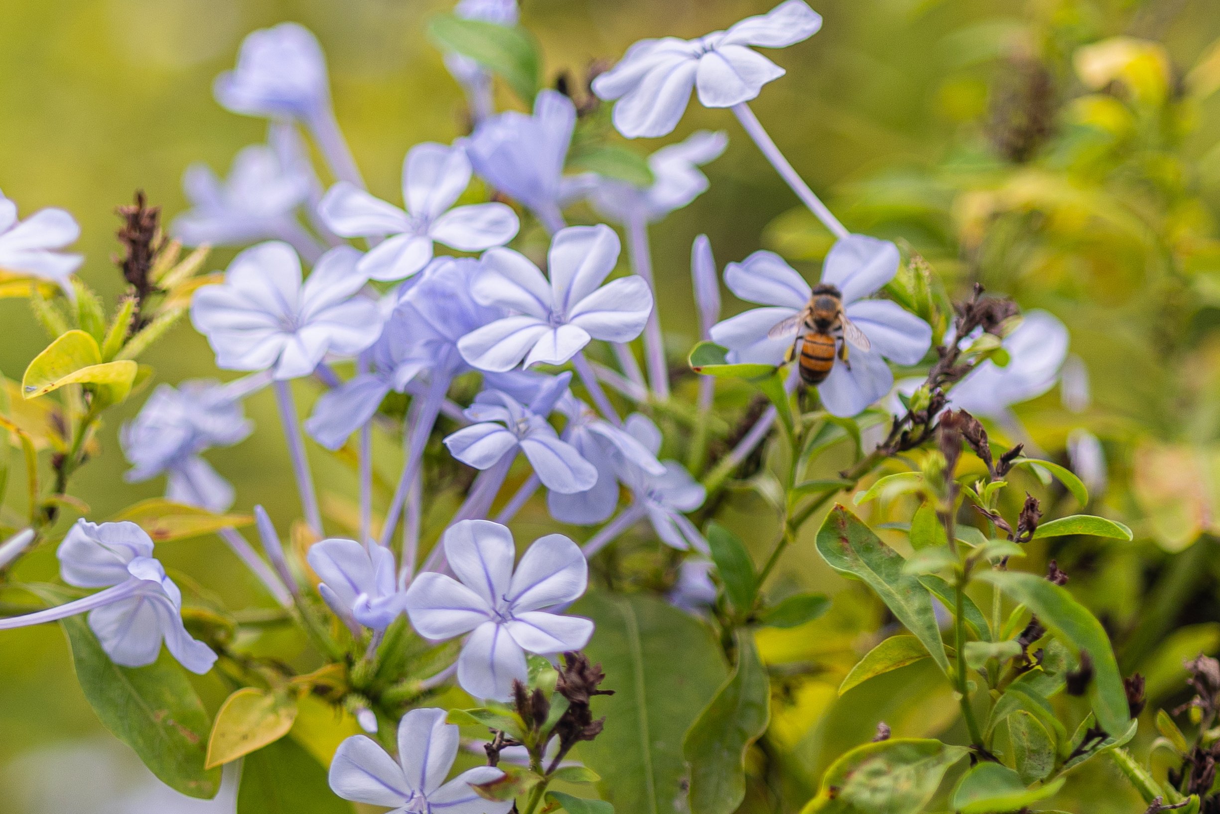 beeonlavenderflowers