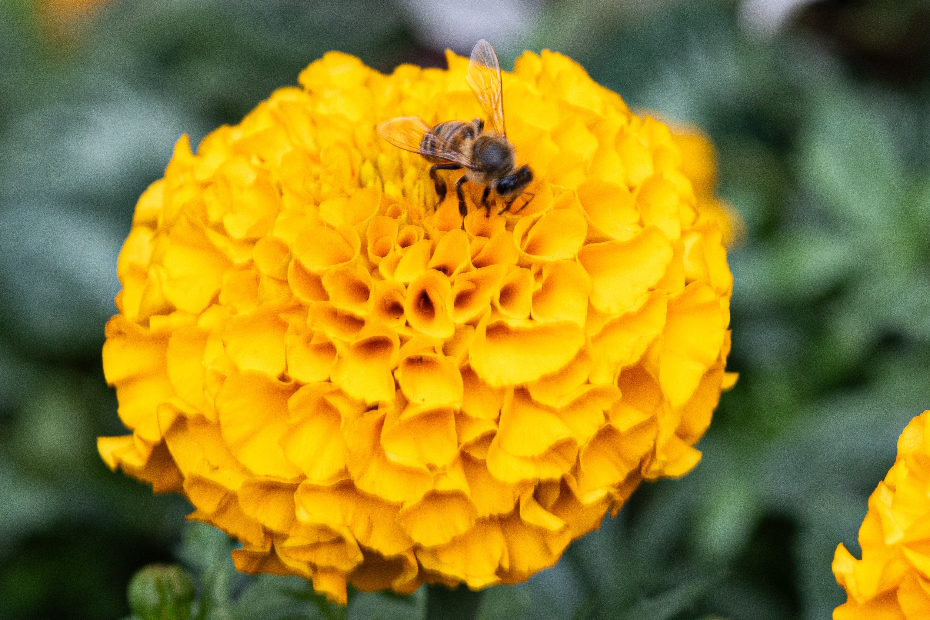 beeonyellowflower