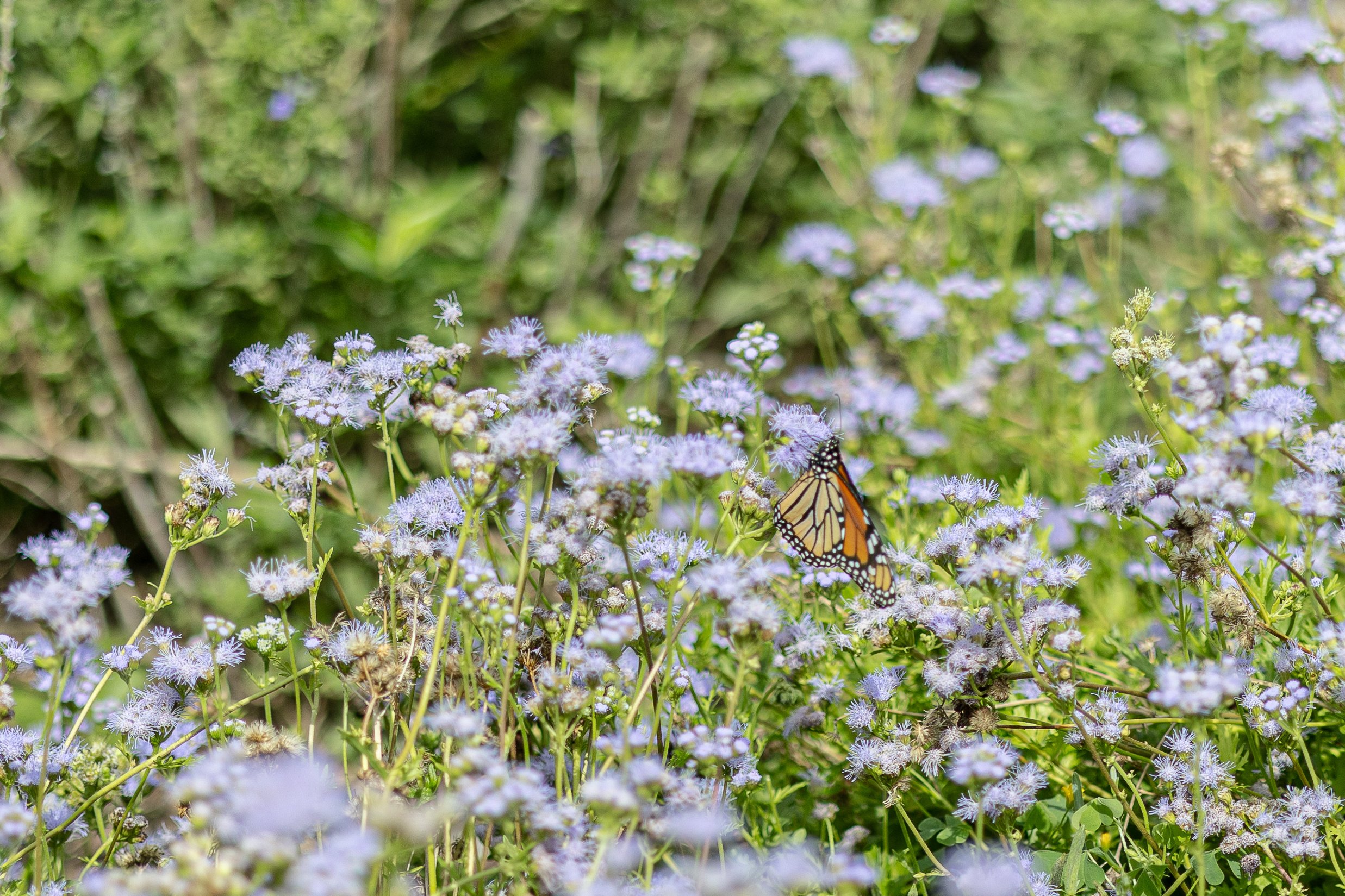 butterfly