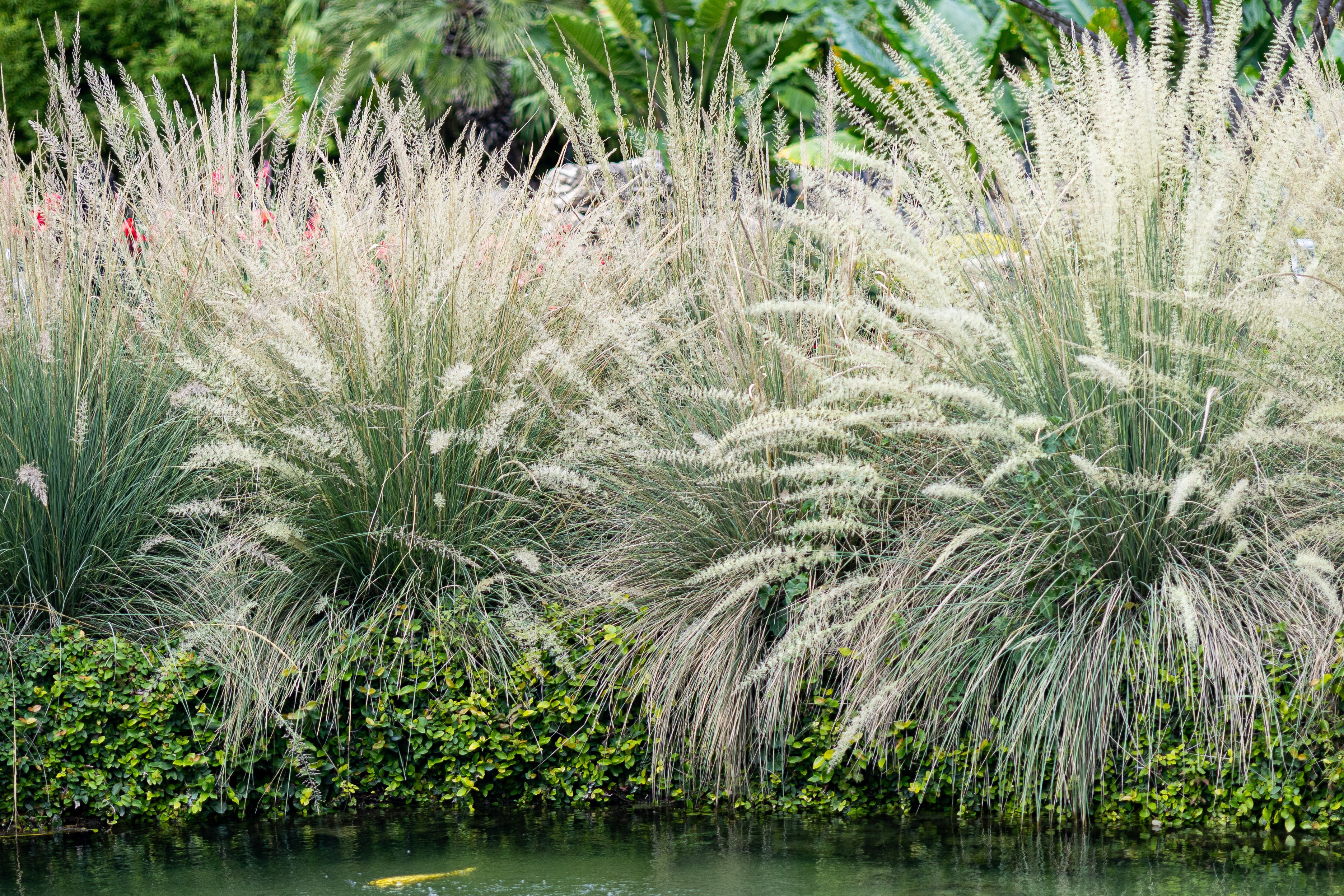 fireworksbushes-1