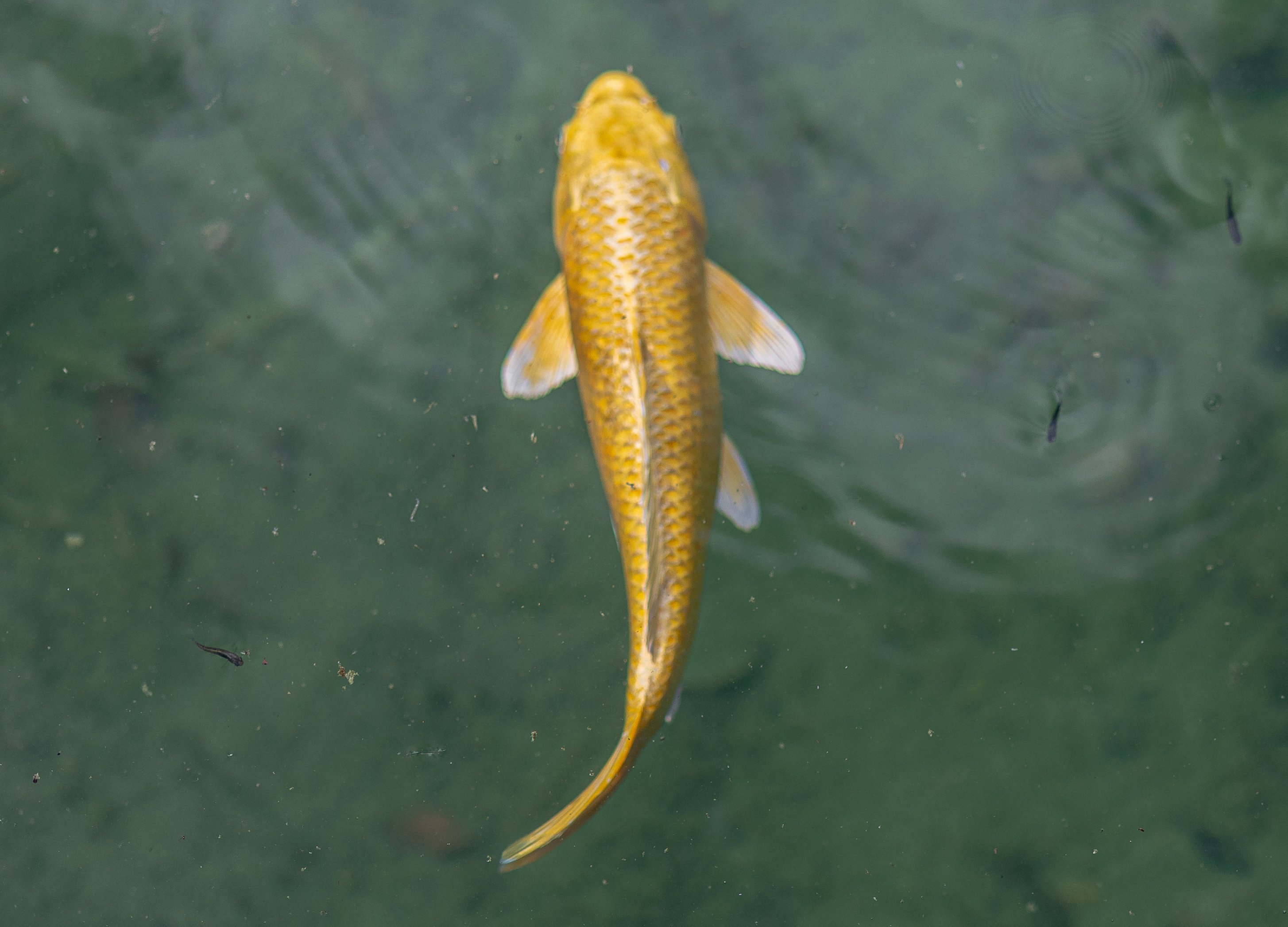 gold koi