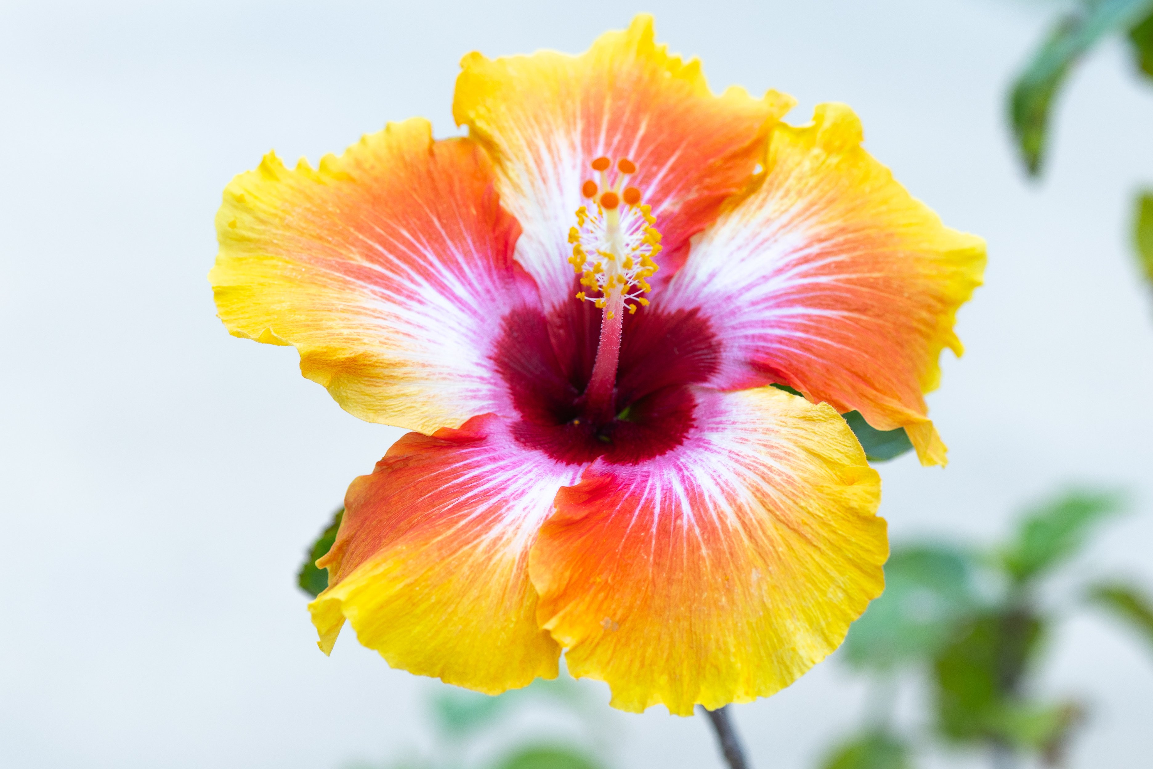 hibiscus