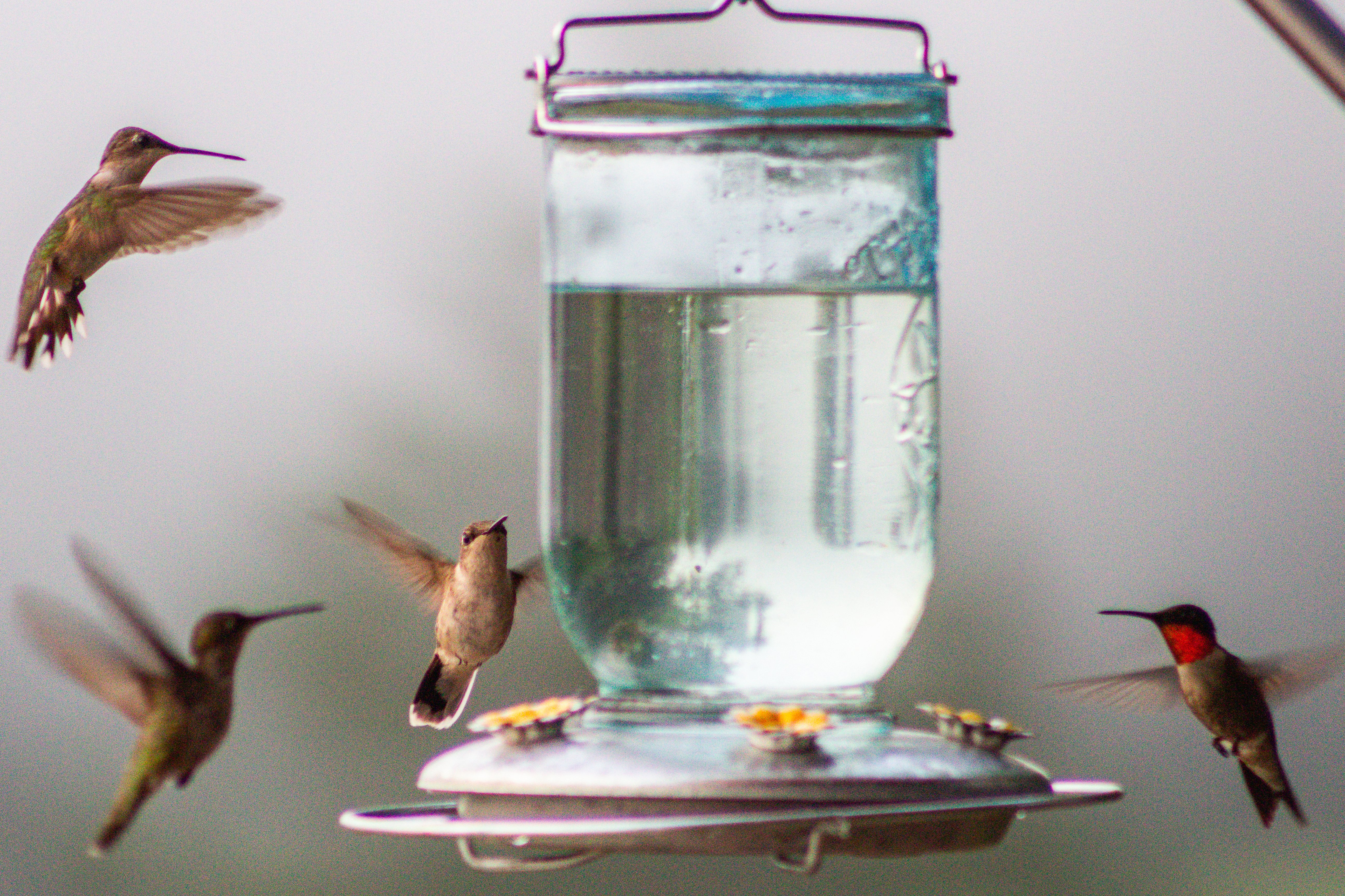 hummingbirds2