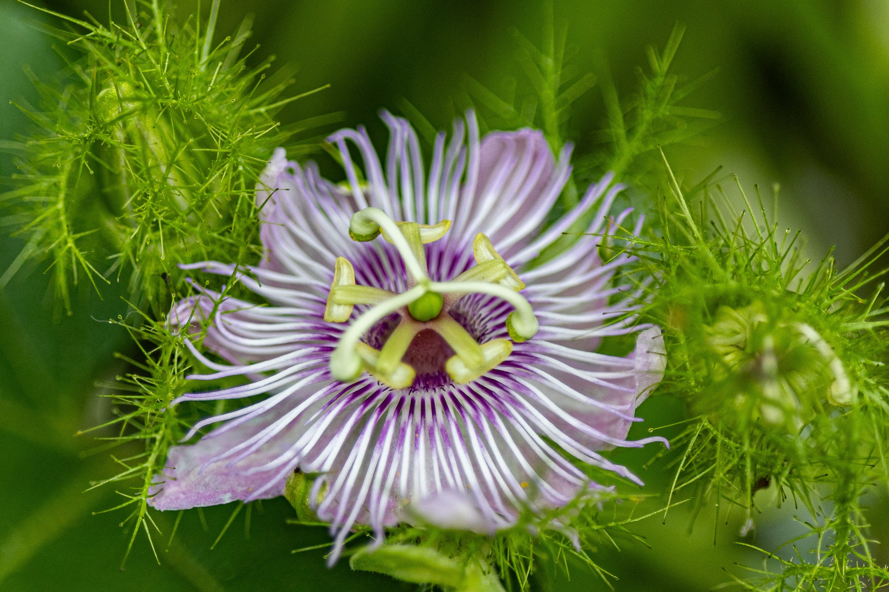 purple and white flower-1